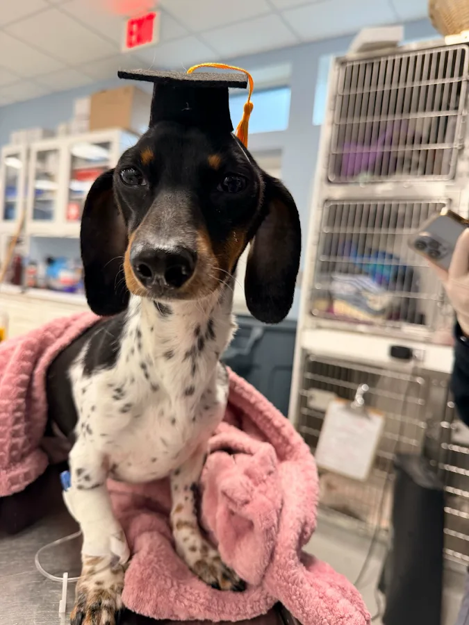 Columbia Pike Animal Hospital & Emergency Center