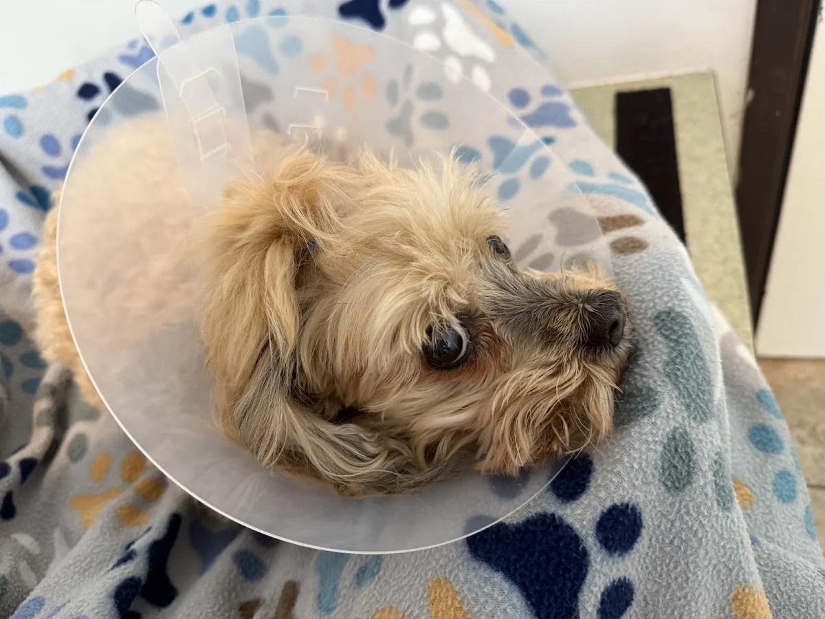 Columbus Veterinary Reviews