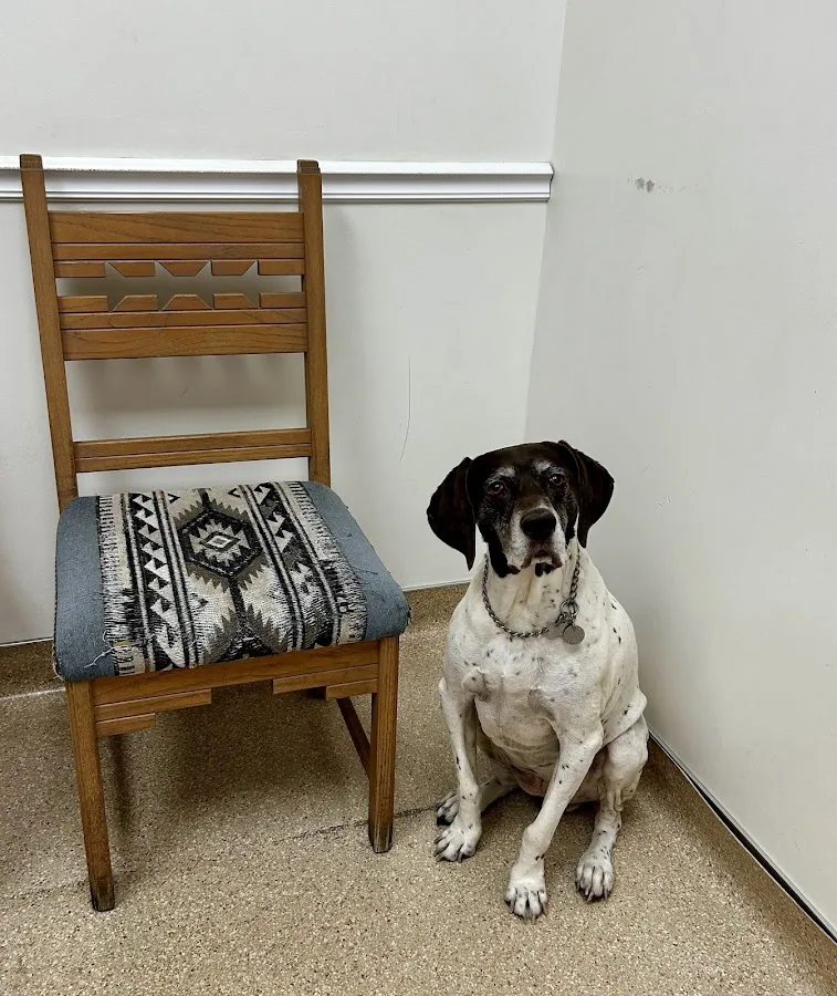 Comet Veterinary Hospital