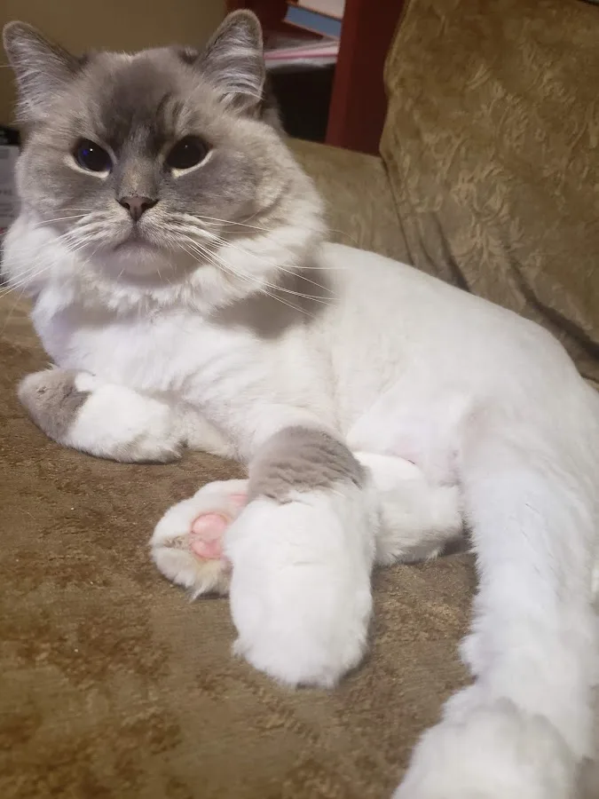 Comet Veterinary Hospital