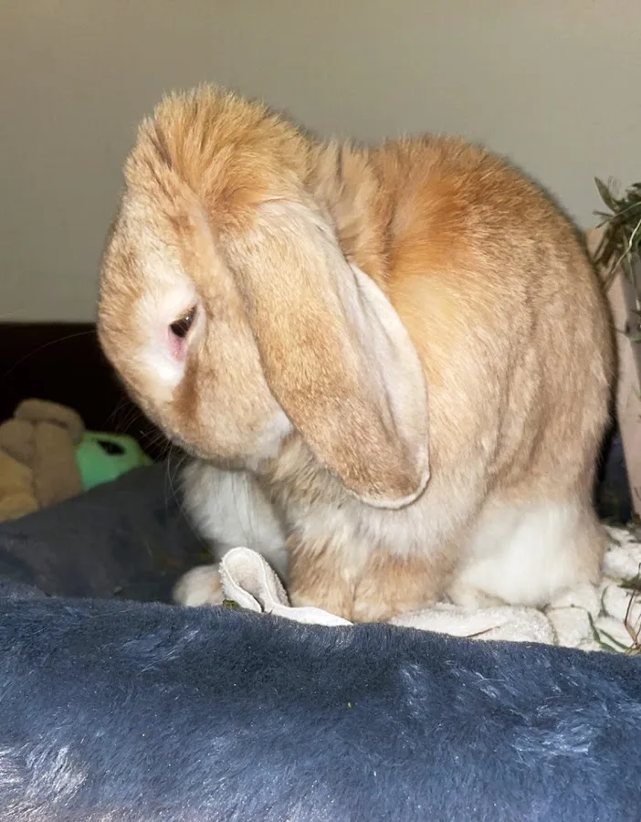 Como Park Animal Hospital and AfterHours Veterinary Care