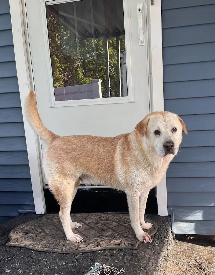 Connecticut Veterinary Center