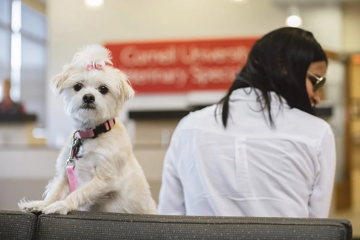 Cornell University Veterinary Specialists