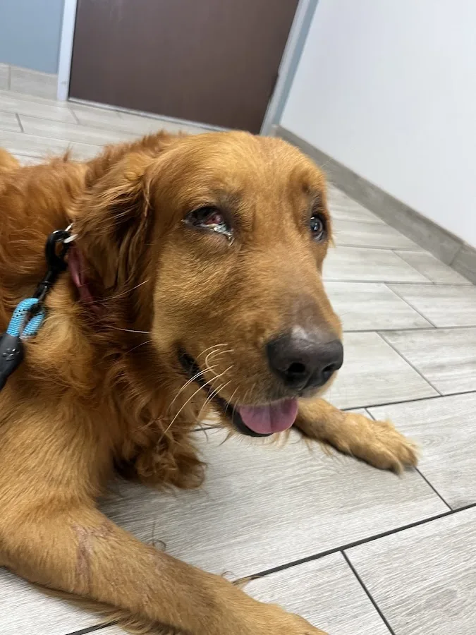 Corona Animal Emergency Center