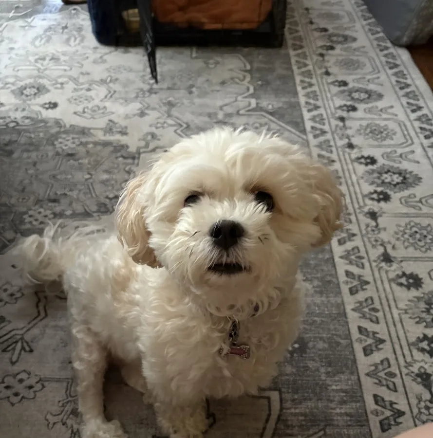 COVE Pet Care - Delaware