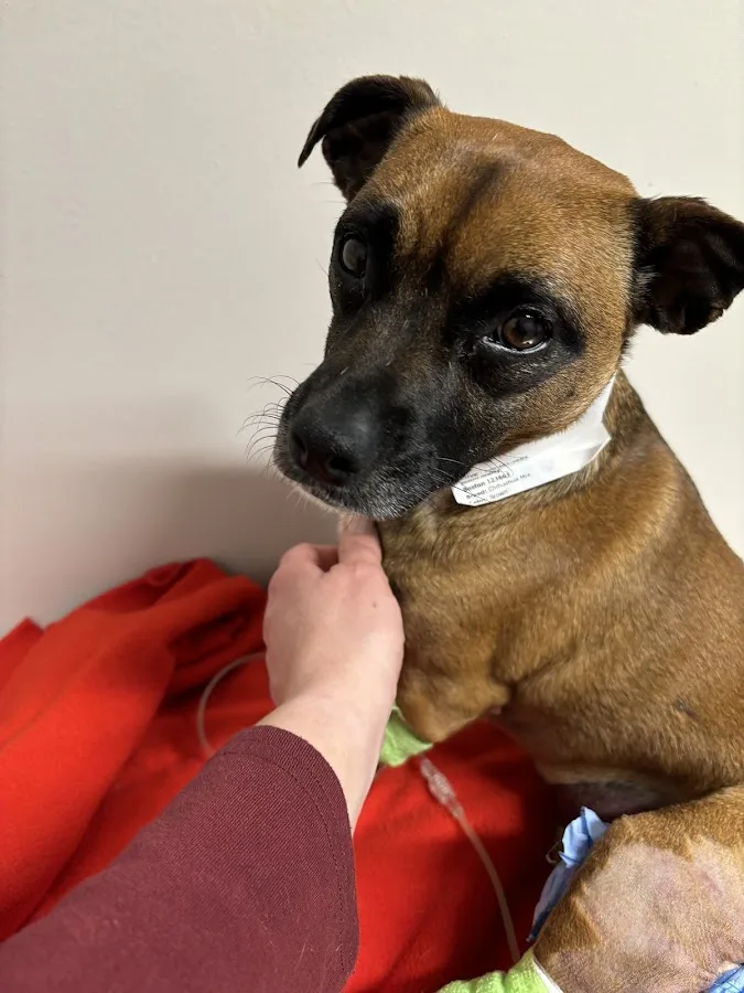 COVE Pet Care - Delaware