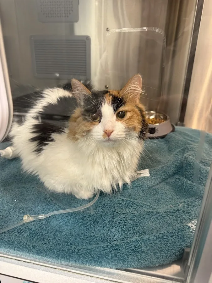 Delta Veterinary Hospital - Animal Emergency