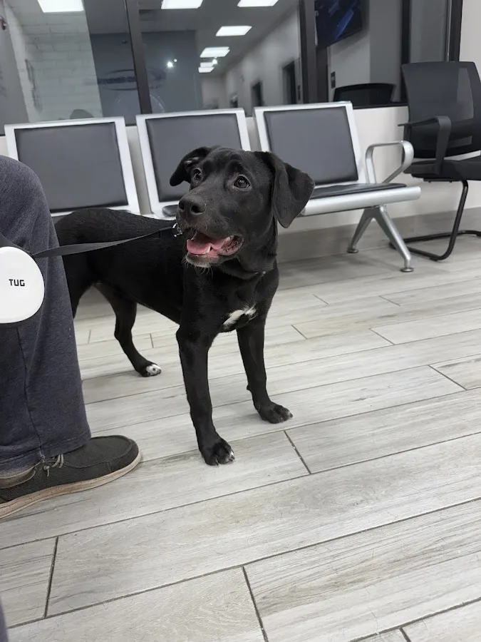 Delta Veterinary Hospital - Animal Emergency