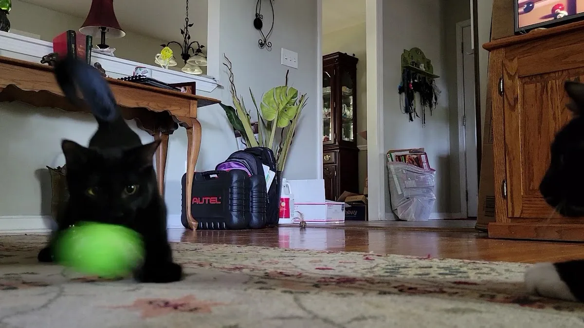 Dogwood Veterinary Specialty & Emergency