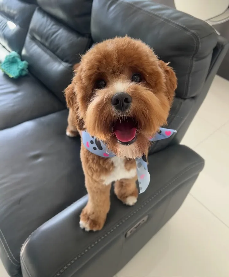 Doral Centre Animal Hospital