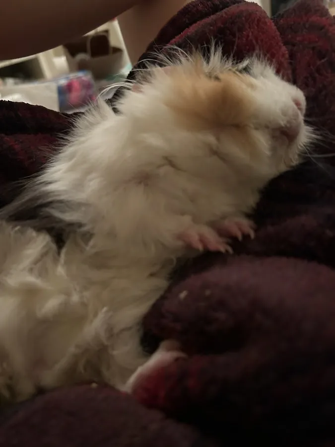 DoveLewis 24/7 Veterinary Emergency Hospital