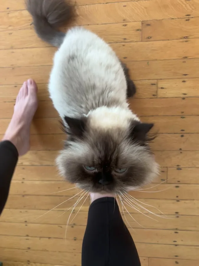 DoveLewis 24/7 Veterinary Emergency Hospital