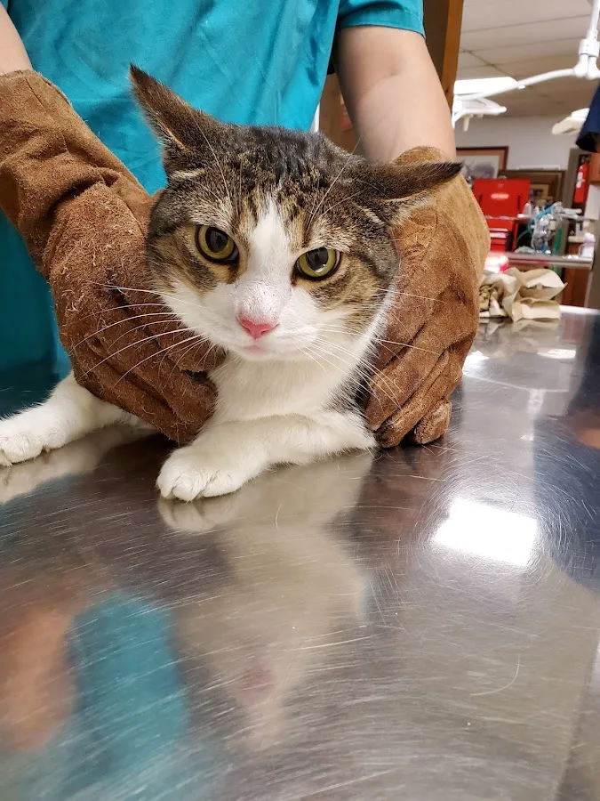 Dr. Elizabeth Simpson