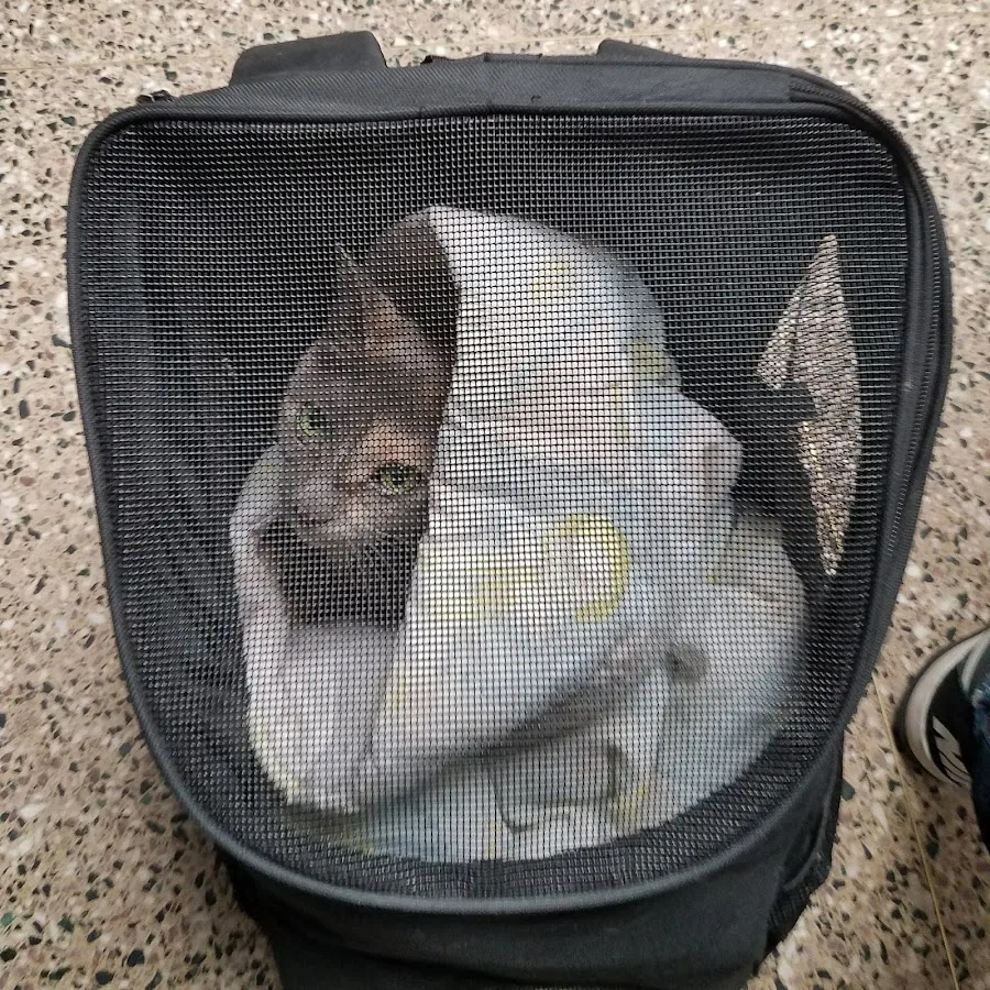 Dr. Michele Balacich, D.V.M.