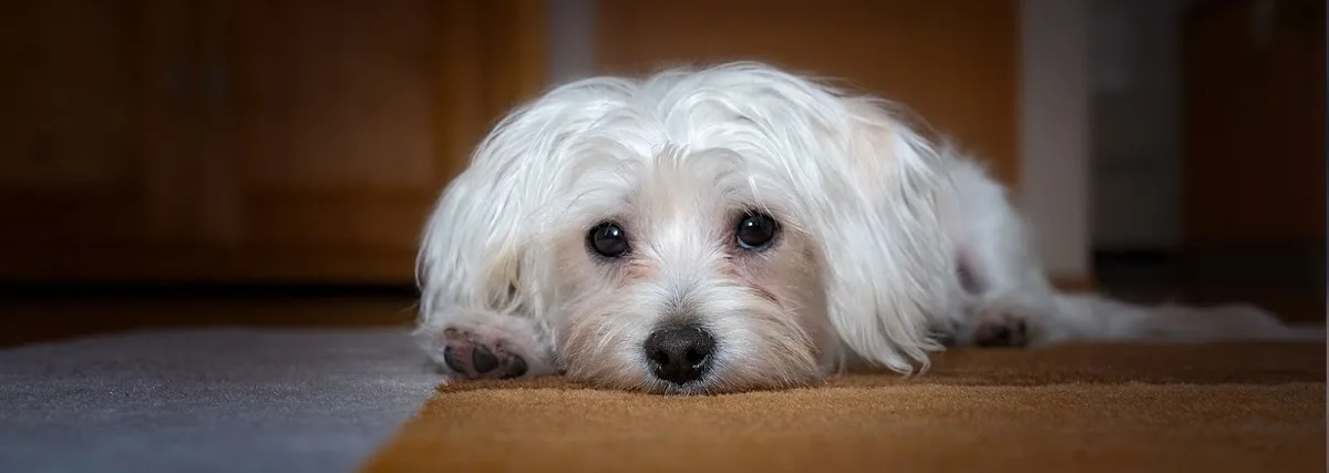 Dr. Michele Balacich, D.V.M.