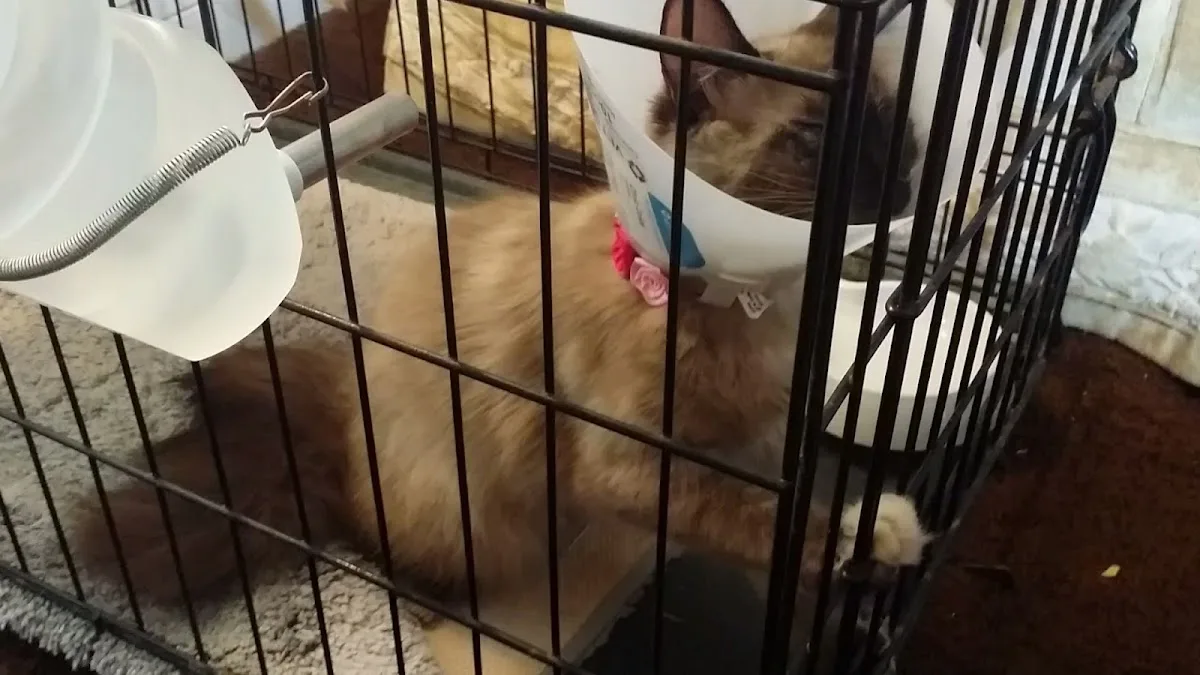 Dr. Misty Callaham-Solis