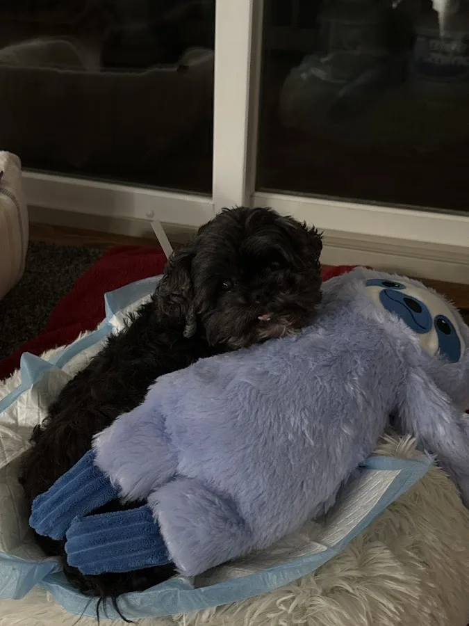 East End Veterinary Center