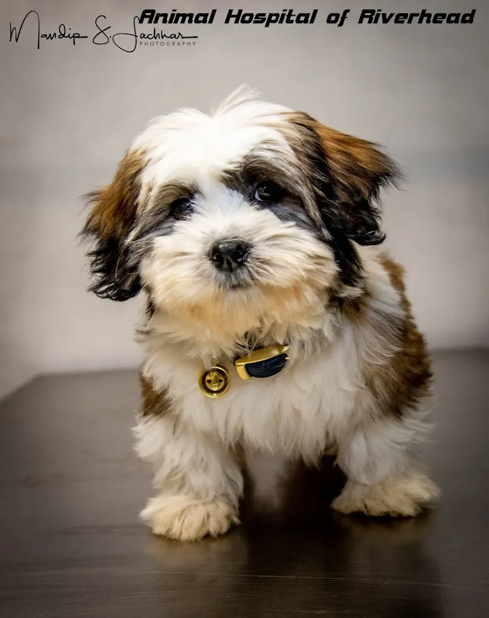 East End Veterinary Center