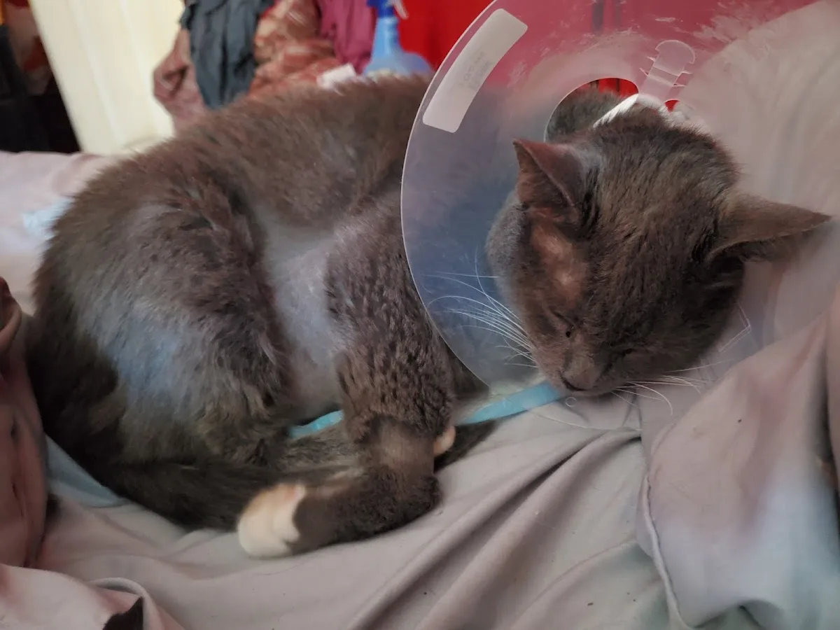 East Orlando Animal Hospital