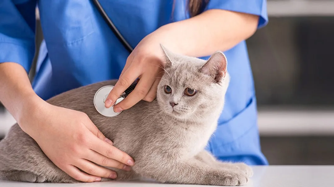 East Orlando Animal Hospital