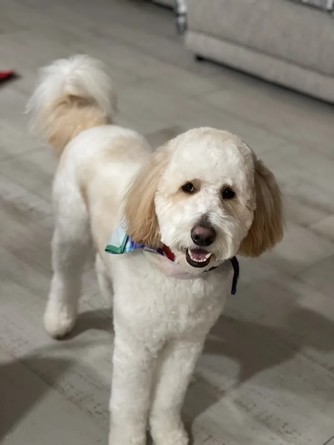 East Orlando Animal Hospital