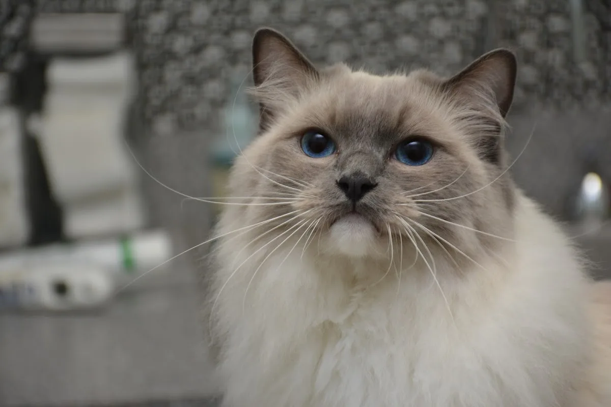 East Park Animal Hospital