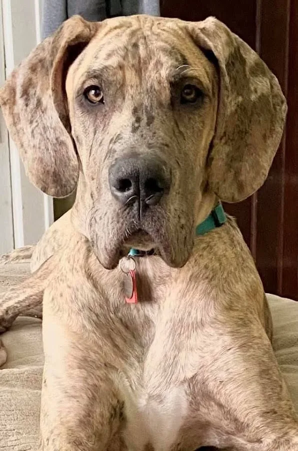 Eastmoor Animal Clinic