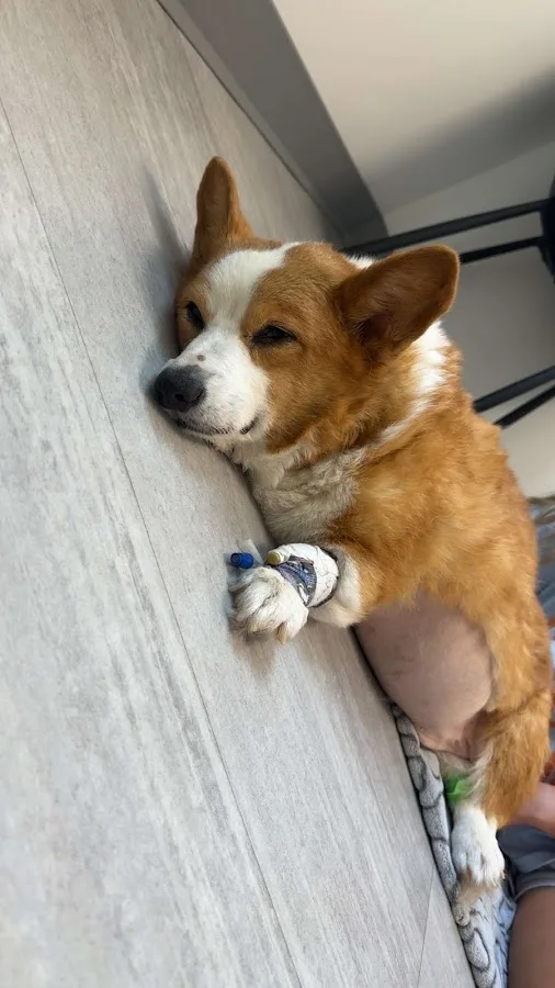 ECoVets Veterinary Specialists and Emergency