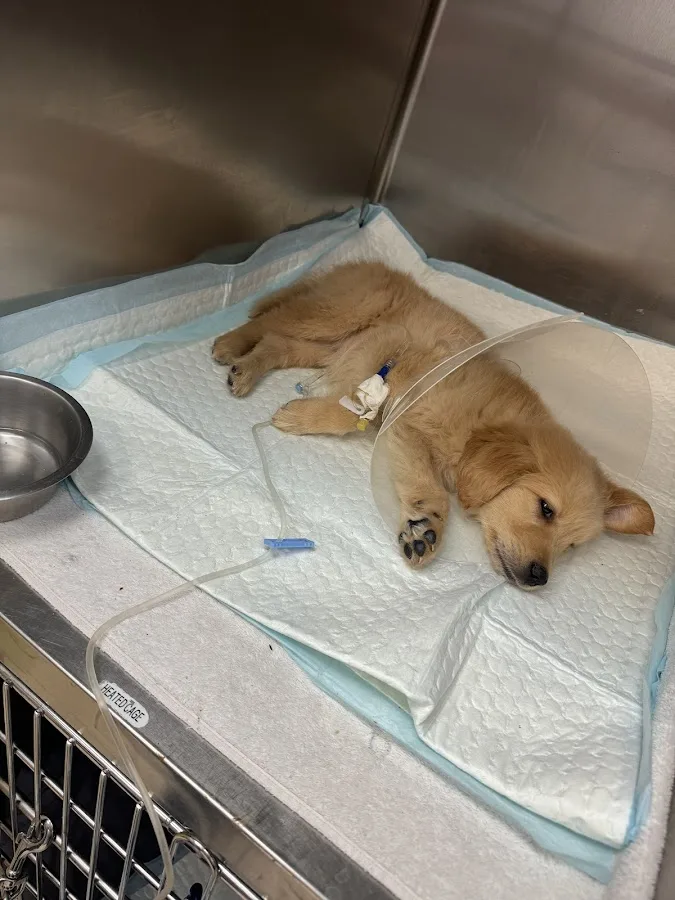 El Paso Animal Emergency Center