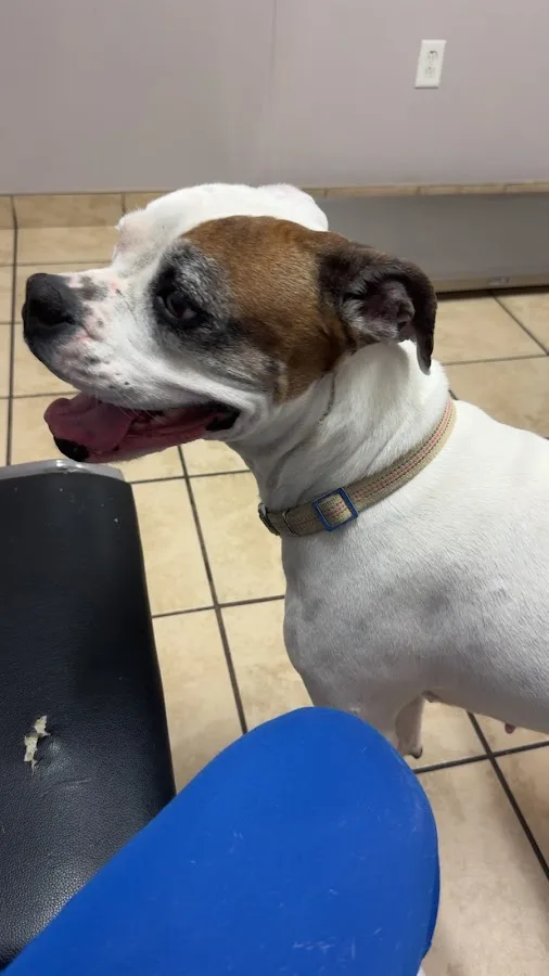 El Paso Animal Emergency Center