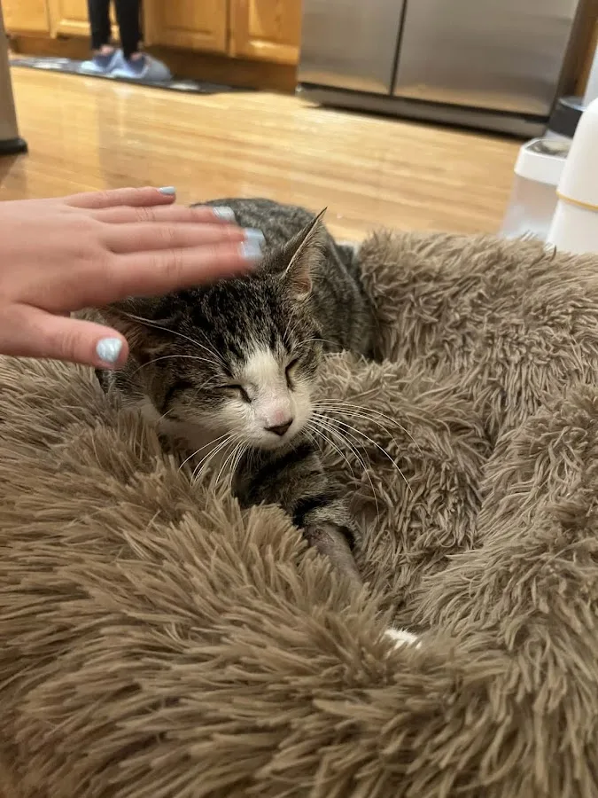 Elk Grove Veterinary Specialty & Emergency