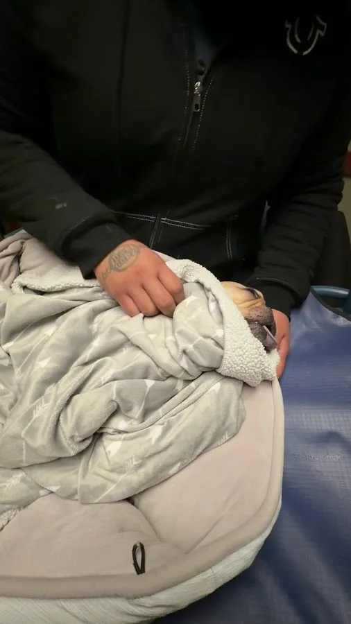 Elk Grove Veterinary Specialty & Emergency