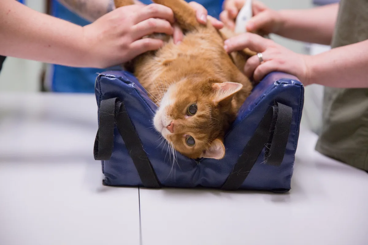 Emerald City Emergency Clinic primary photo