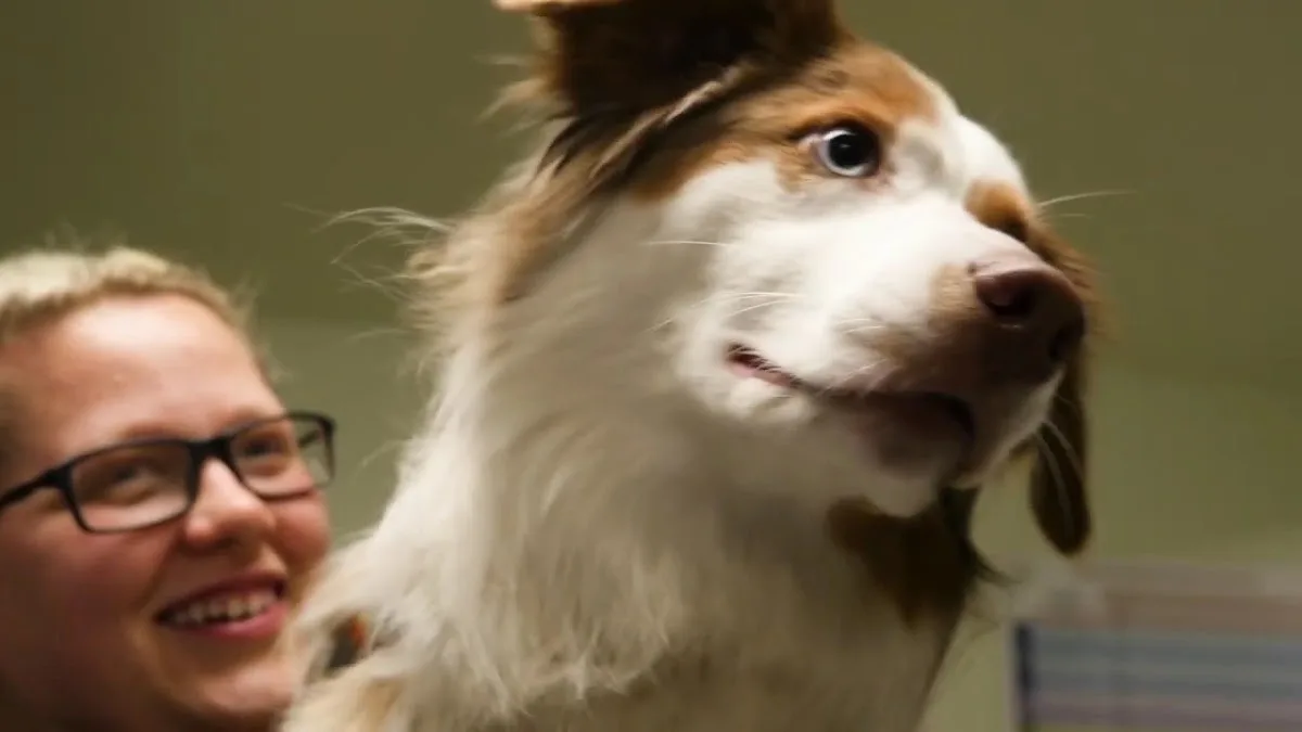 Emerald City Emergency Clinic