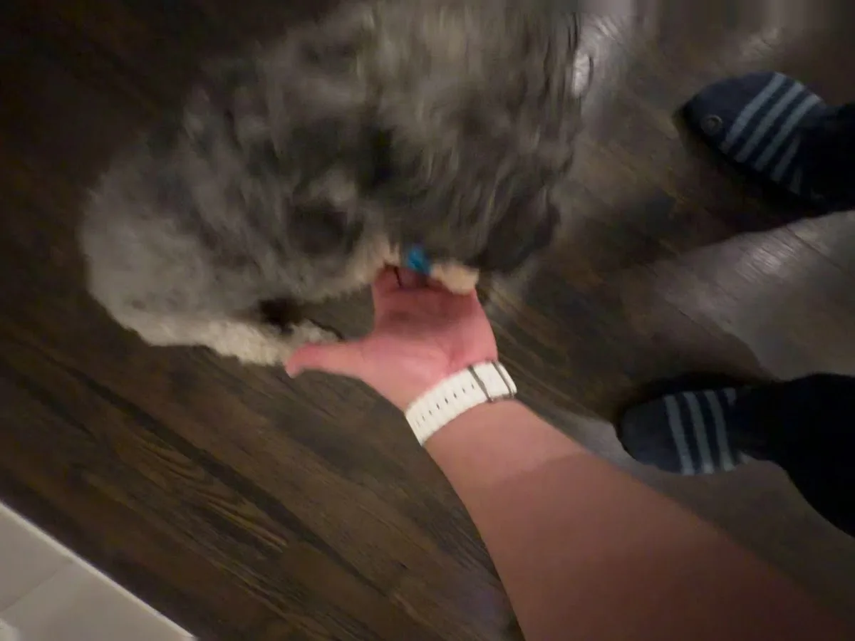 Emergency Animal Hospital of Collin County