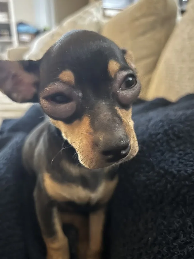 Emergency Animal Hospital of Crystal Falls