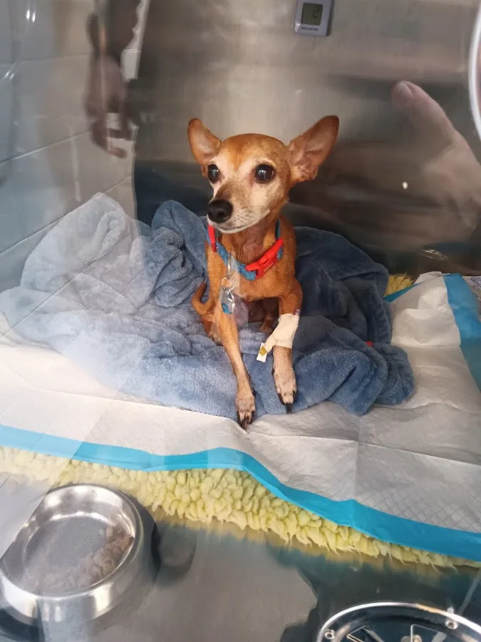 Emergency Animal Hospital of Crystal Falls