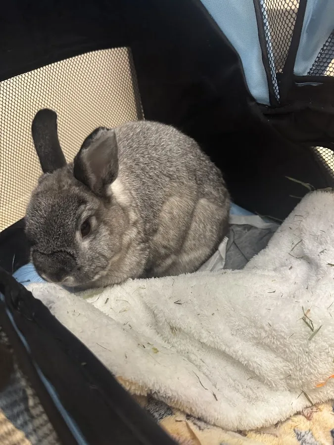 Emergency Animal Hospital of Ellicott City