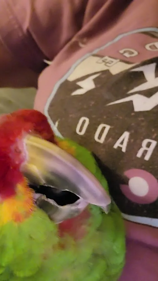 Emergency Animal Hospital of Ellicott City