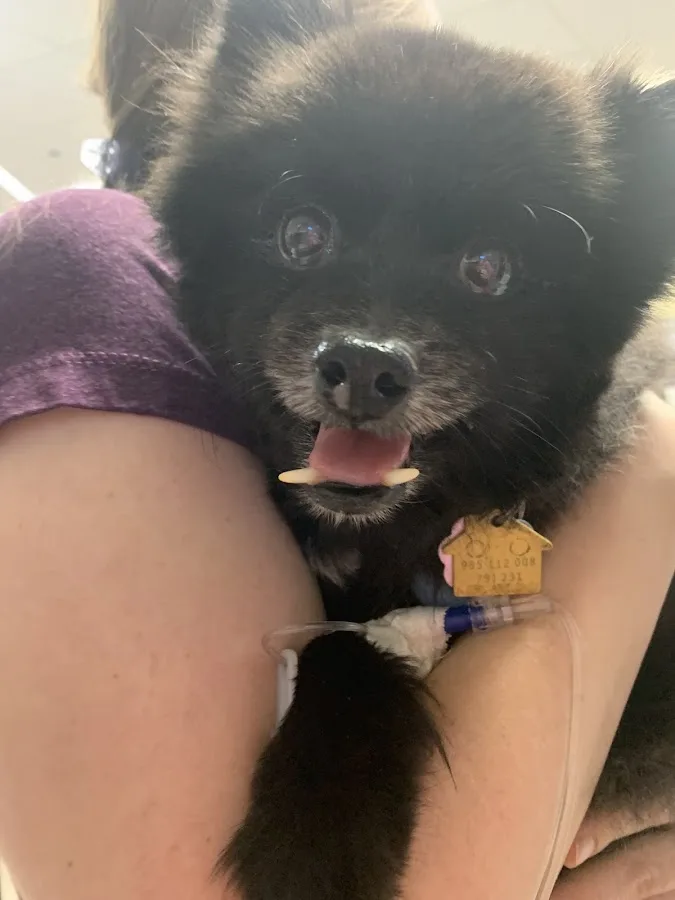 Emergency Animal Hospital: Saucedo Nicole DVM