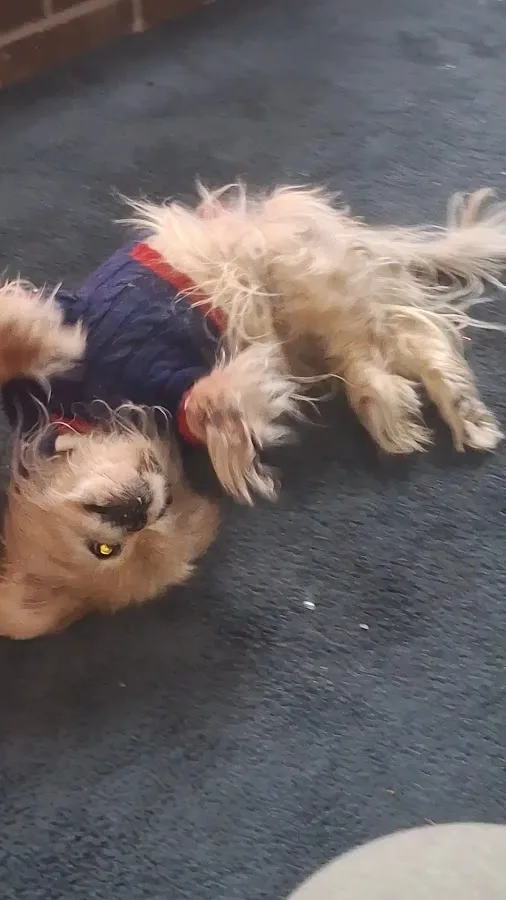 Emergency Pet Clinic of Texas