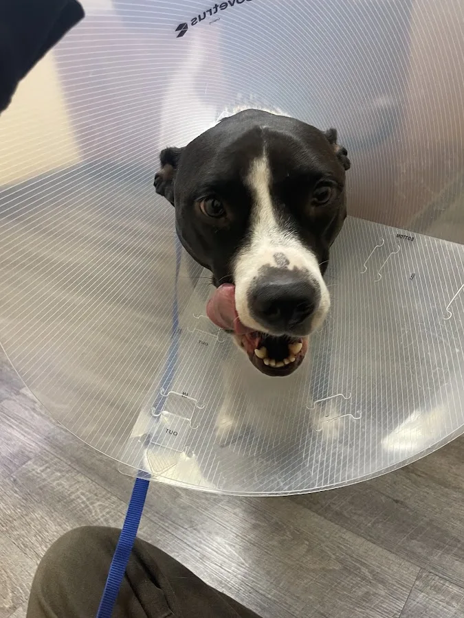 Emergency Veterinary Clinic