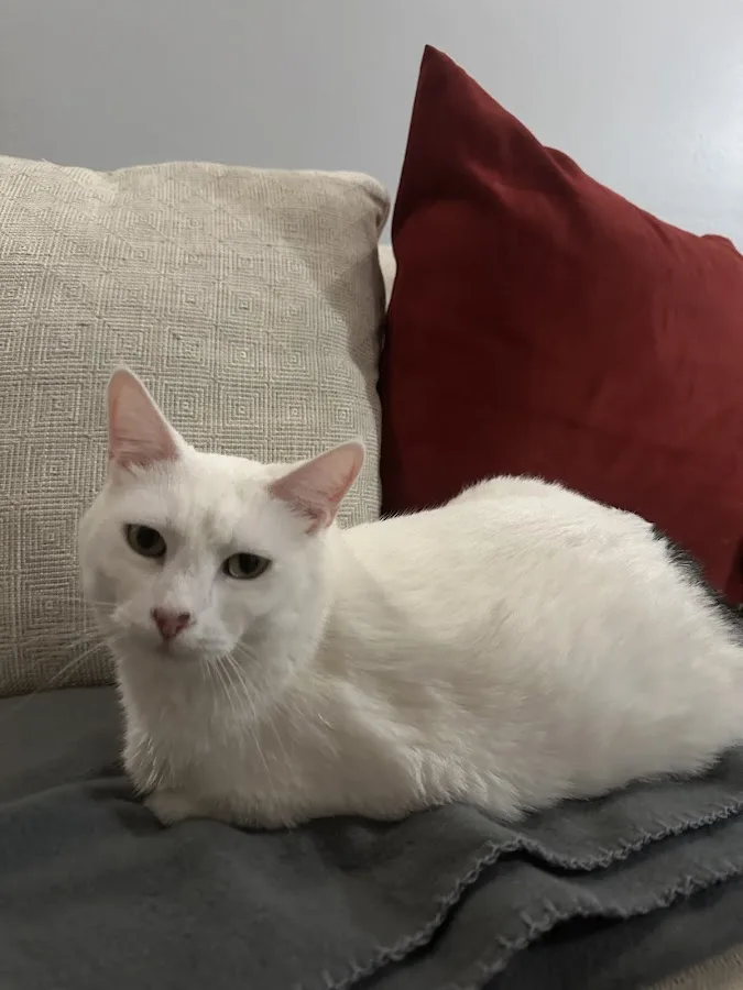 Emergency Veterinary Clinic