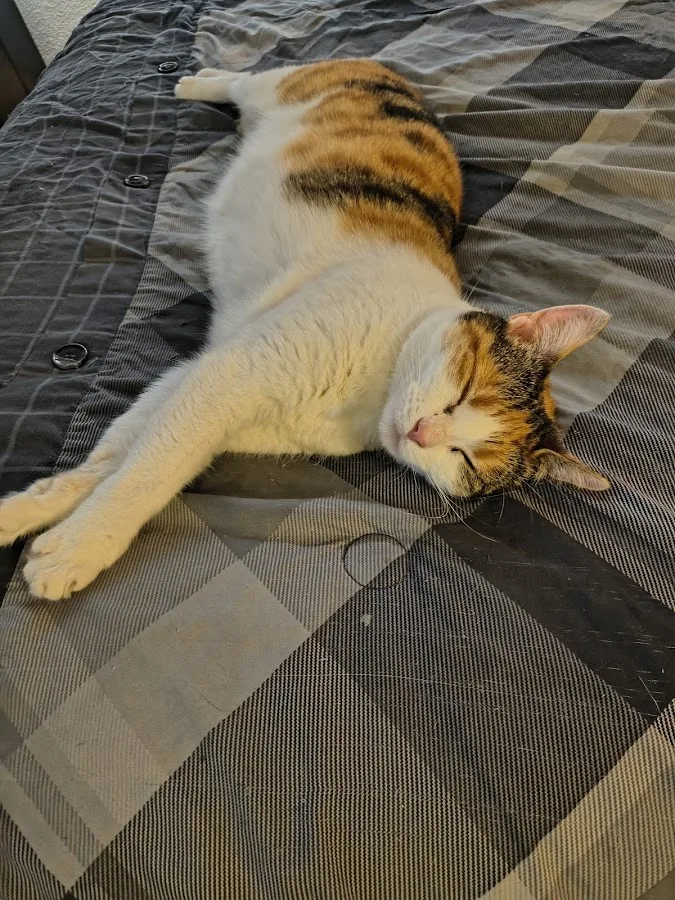 Emergency Veterinary Clinic of Tualatin