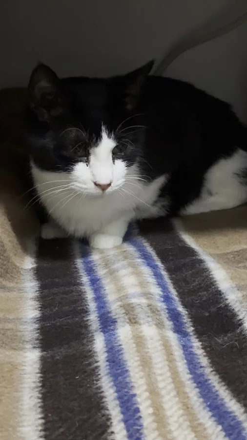 Emergency Veterinary Clinic of Tualatin