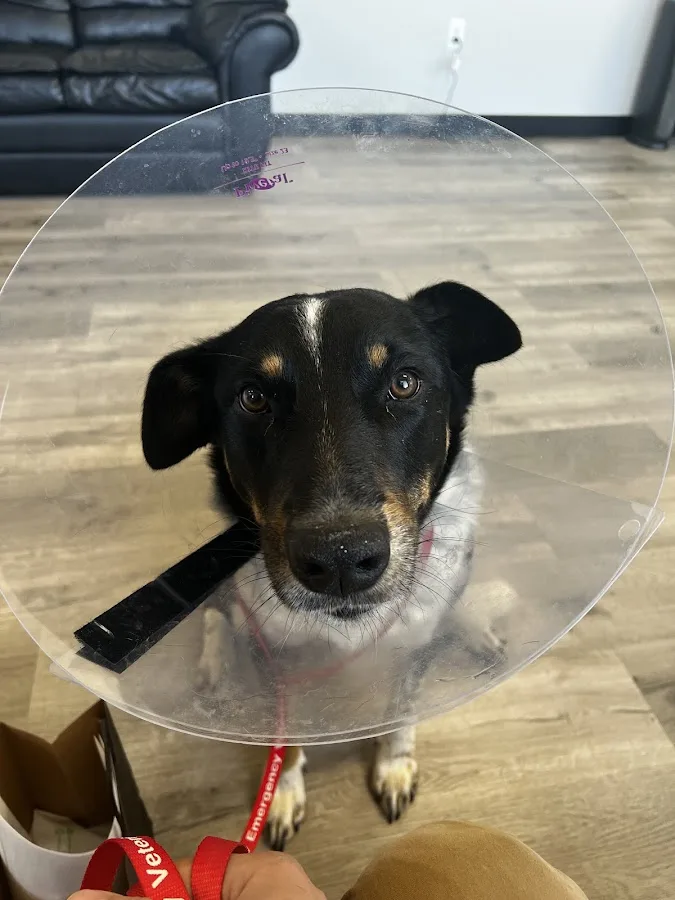 Emergency Veterinary Hospital