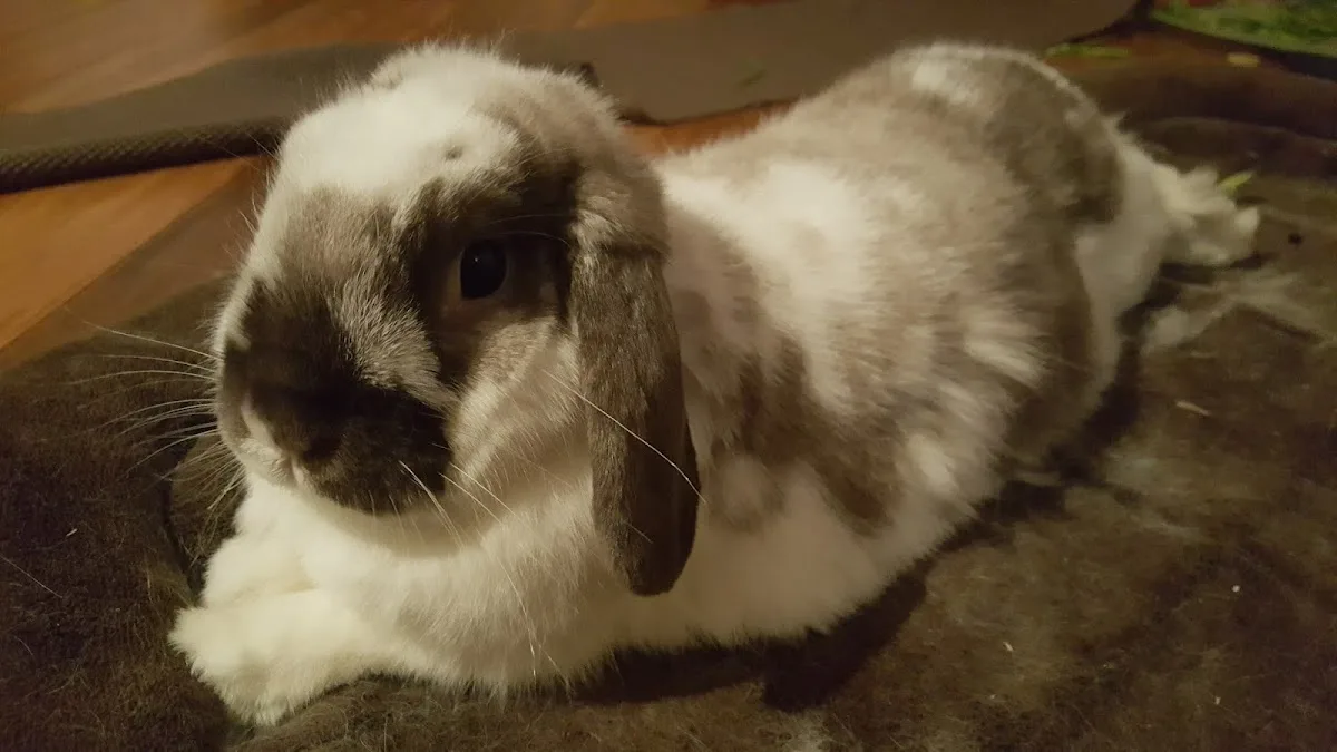 Emergency Veterinary Hospital