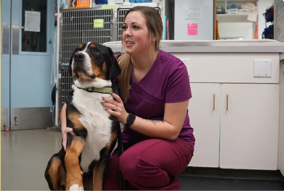 Emergency Veterinary Hospital