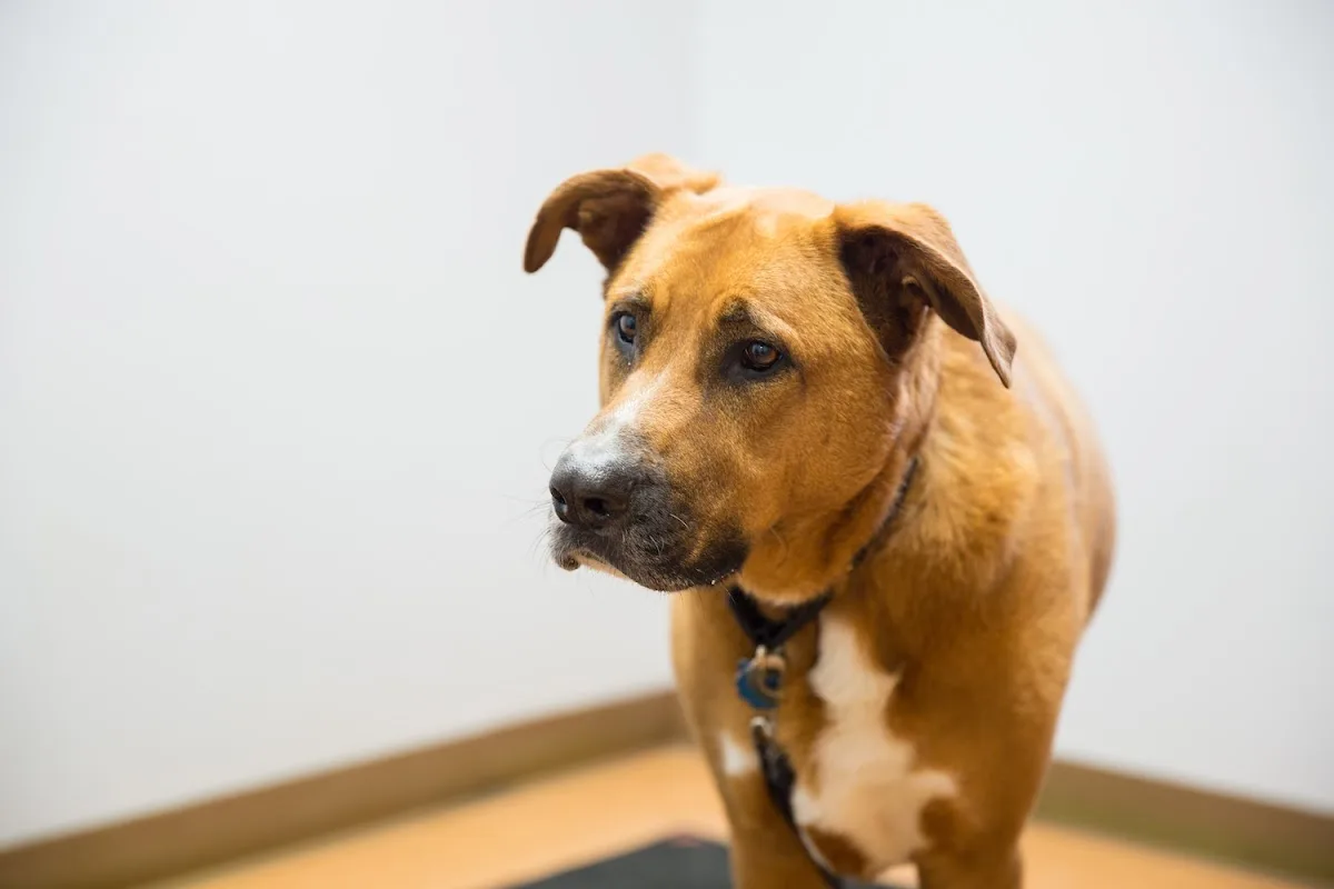 Emergency Veterinary Hospital