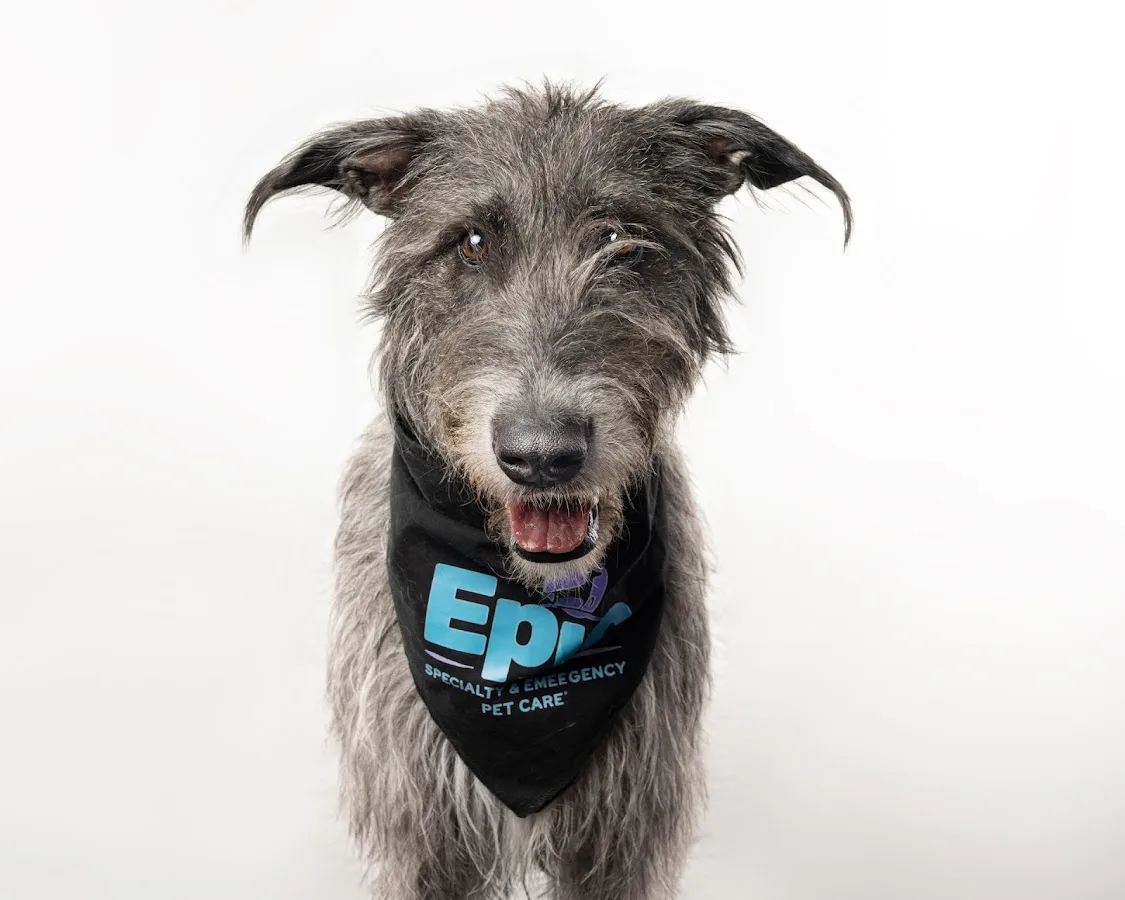 Epic Specialty & Emergency Pet Care primary photo